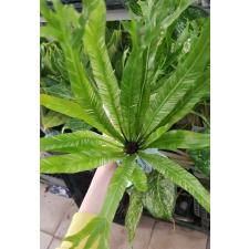 Asplenium nidus variegated ex Japan 2500p