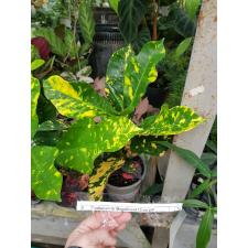 Codiaeum Gr Magnificent 13 cm pot
