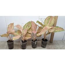 Aglaonema Chocolate/orange all star A-133