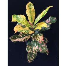 Codiaeum Aurora 234-235