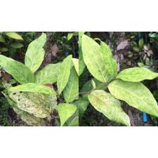 Хиптаж блестящий варегатный / Hiptage lucida variegated