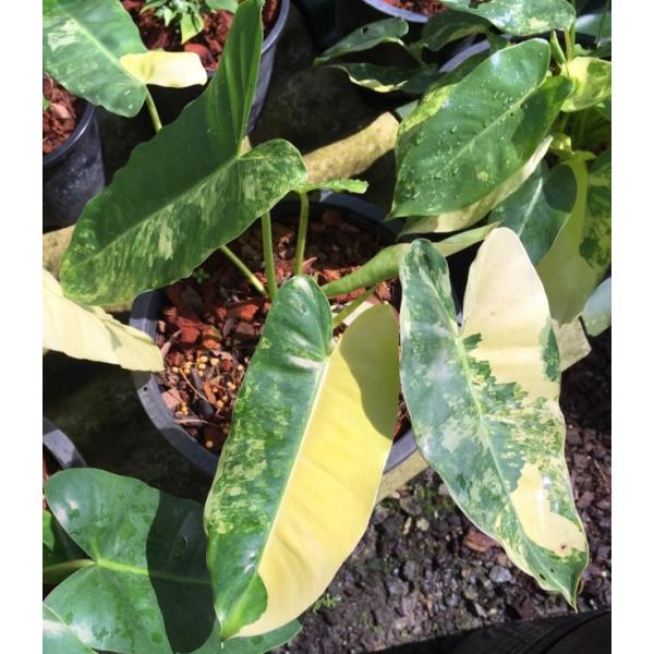 Philodendron 'Burle Marx' (yellow variegated)