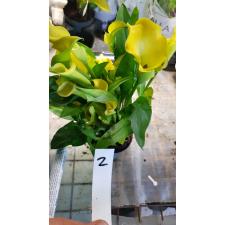 Zantedeschia 2