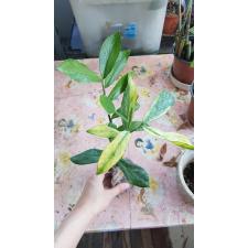 Zamioculcas zamiifolia variegated (long leaf) 331