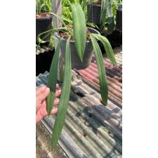 Anthurium vittarifolium(green leaf) 184