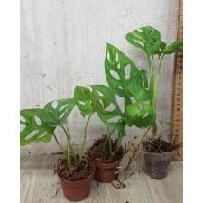 monstera adansonii pot s