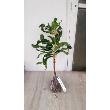Codiaeum Orm Thong 185 (апрель)