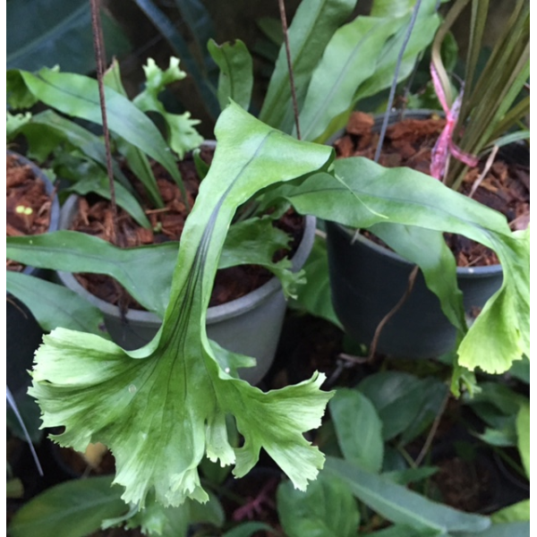 Polypodium 'Green Coral'.