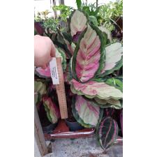 Calathea Roseopicta 'rosy' 12 cm pot  ps.06,10  