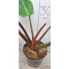 Philodendron ORANGE MARMALADE