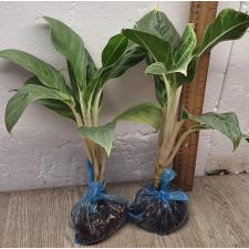 Аглаонема Иккую-сан / Aglaonema Ikkyu-san A-33