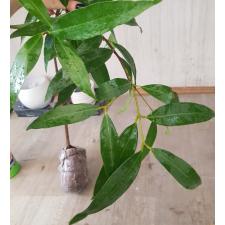 Syzygium jambos (wax leaf) 310