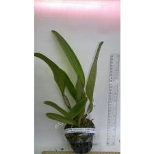 Каттлея Блк. Гринвич × Тубтим Сиам (№ 10) / Cattleya Blc. Greenwich x Tubtim Siam (No.10)