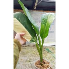 dieffenbachia sp Yellow variegated N6 по 3200p