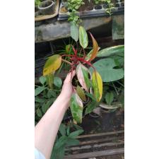 Philodendron Emerald Red variegated стакан 3500р