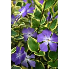 Vinca Major 'variegata' Барвинок большой