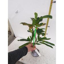 Codiaeum (T33) (MD) 218