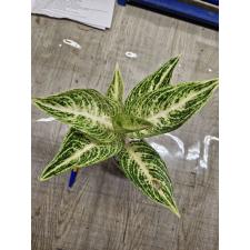 Aglaonema P-10 Ruay Lonfa white