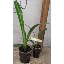 Гиппеаструм сп.(Т01) варегатный (Розовый цветок) / Hippeastrum sp.(T01) variegated (pink flower)