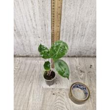 Alocasia Pink Dragon 