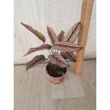 calathea pinstripe
