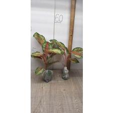 Aglaonema 10 Karat A-1