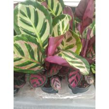 Calathea Roseopicta 'cora' 12 cm pot 750р
