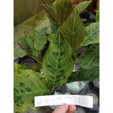 Aglaonema NEW -13 red army