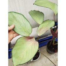 Calathea vaginata 1600р