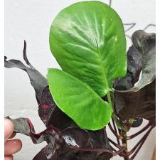 Кодиеум Чадо Мунгсор. / Codiaeum Chado Mungsor 83