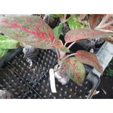 Aglaonema Sub Mongkol 67