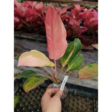 Aglaonema Chang Daeng (mutation)(No.2)14