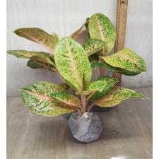 Aglaonema Harry Queen A-97