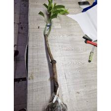 Mangifera indica 'Nam Doc Mai 146