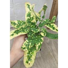 Кодиеум Джа монг Кут / Codiaeum B-2 Ja mong kut