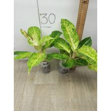Aglaonema Laksubtong A-53