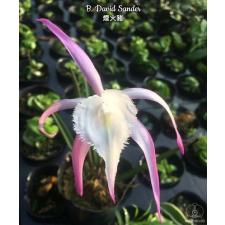 Брассавола Дэвид Сандер / B. David Sander