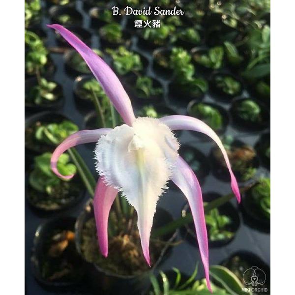 Брассавола Дэвид Сандер / B. David Sander