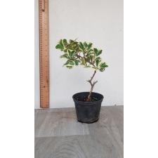ficus triangularis variegata pot 850р  черный