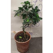 Фикус микрокарпа / Ficus microcarpa