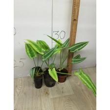 schismatoglottis wallichii 