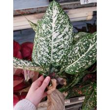 Aglaonema P-3 world heritage