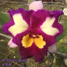 Rlc. Chinese Beauty 2.5" B39 april