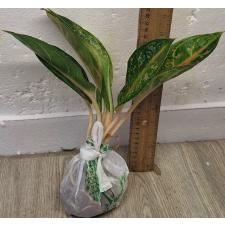 Аглаонема Индиана Кинг / Aglaonema Indiana King A-30