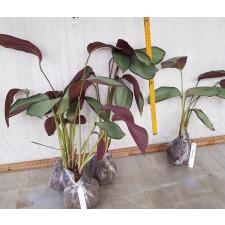 Calathea vaginata 34