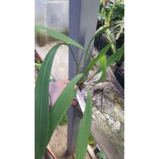 Anthurium vittarifolium(green leaf) 184