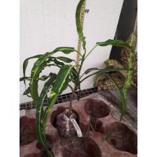 Codiaeum Krabi Prab Mueng Mar 122