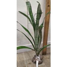 Биллбергия Пипелайн / Billbergia Pipeline 15