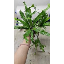 Asplenium nidus variegated ex Japan mart