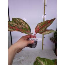 Aglaonema Prakay Ngern (No.2) 92/1 dekabr